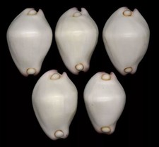 Collectible shell calpurnus d'occasion  Expédié en Belgium
