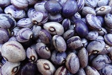 Blue buffalo bean for sale Blue buffalo bean for sale  Espanola