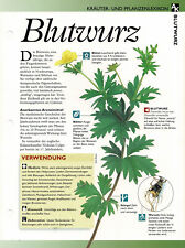 Blutwurz kräuterinfokarte gebraucht kaufen  Berlin