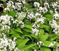 Ajo de Oso - Allium ursinum - 20 semillas comprar usado  Enviando para Brazil