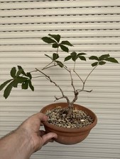 Vite americana bonsai usato  Italia
