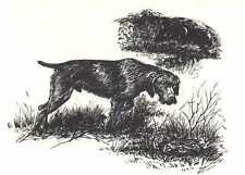 german wirehaired pointer for sale german wirehaired pointer for sale Tampa