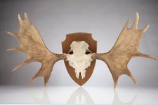 dekoration geweihe gebraucht kaufen dekoration geweihe gebraucht kaufen Reinbek
