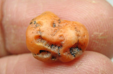 Brain coral yuma for sale  Hebron