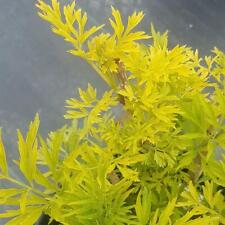 Sambucus golden tower for sale  CRANBROOK