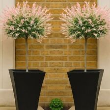 Salix flamingo trees for sale  ROCHESTER
