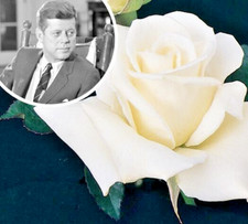Rose bush jfk for sale  Hollister