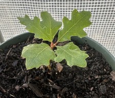 California black oak for sale  Shady Cove