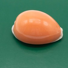Golden cowrie seashell for sale  Saint Charles