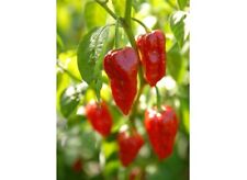 Authentic dorset naga for sale  UK
