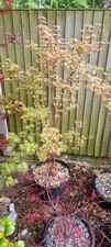 Japanese acer radiant.. for sale  DONCASTER