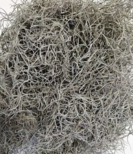 Dried spanish moss for sale  Haines City