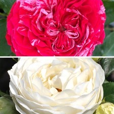Old english rose for sale  PETERBOROUGH