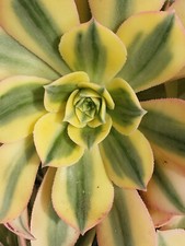 Aeoniium sunburst beautiful for sale  Saratoga