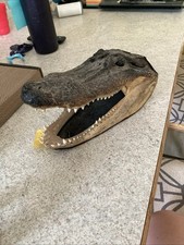 Alligator head taxidermy for sale  Somerset
