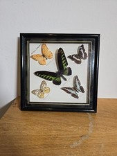 Butterfly collection frame for sale  BLAIRGOWRIE