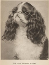 King charles spaniel for sale  Tampa