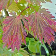 Graines acer japonicum d'occasion  Sabres