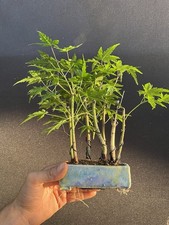 Japanese maple forest for sale  Wallkill