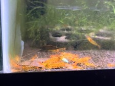 Tangerine tiger caridina for sale  Los Angeles