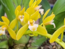 Orchid flask cymbidium for sale  Savannah