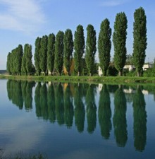 Theves poplar populus for sale  Albany