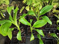 Ensete ventricosum large for sale  HOLT