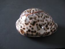 Coquillage cypraea cypraea d'occasion  Carry-le-Rouet