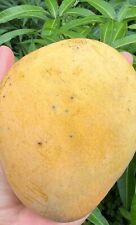 Sweet tart mango for sale  Oviedo
