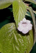 Sinningia gerdtiana whute for sale  San Francisco