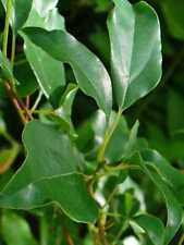 Pianta camphora canfora usato  Terlizzi