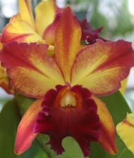 cattleya orchid for sale cattleya orchid for sale Linwood