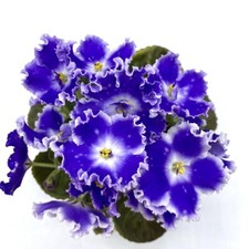 African violet spokojnoj for sale  Hampstead