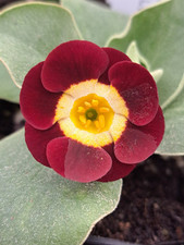 Primula auricula runwell for sale  UCKFIELD