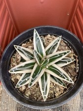 Agave victoriae reginae for sale  Gilroy