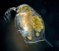 Daphnia magna. cibo usato Daphnia magna. cibo usato  Verdellino
