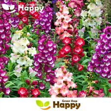 Beardtongue penstemon sensatio for sale  DONCASTER