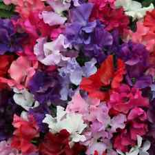 Sweet pea lathyrus for sale  READING