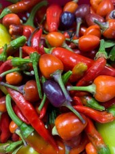 Chilli plug plants for sale  CHESTERFIELD