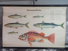 Rollkarte süßwasserfische le gebraucht kaufen  Chemnitz