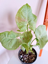 Syngonium purpurtute milk gebraucht kaufen  Königslutter am Elm