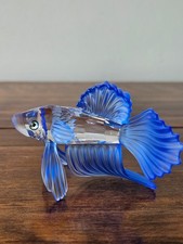 siamese fighting fish for sale  PAIGNTON