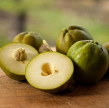 Live white sapote for sale  Azusa
