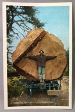 1930s spruce log for sale  Minneapolis
