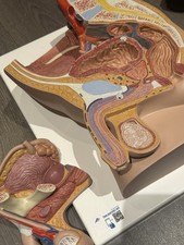 Male pelvis model for sale  DERBY