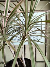 Madagascar dragon tree for sale  Lakeland