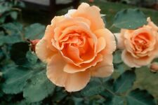 Joey bareroot rose for sale  WISBECH