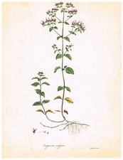Origan planche botanique d'occasion  Montpezat-de-Quercy
