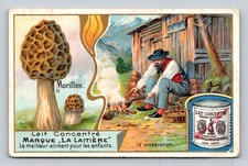 Moreles morilles mushroom d'occasion  Expédié en Belgium