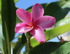Plumeria cutting florida for sale  Marathon